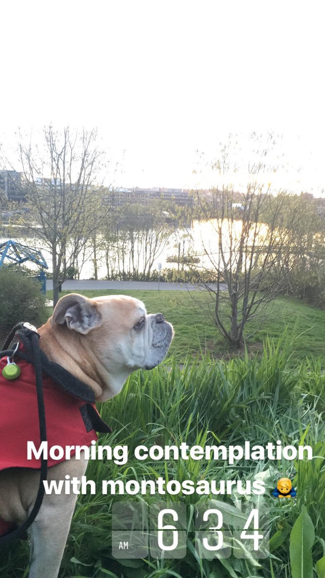 Monto outdoors, captioned ‘morning contemplation with montosaurus’