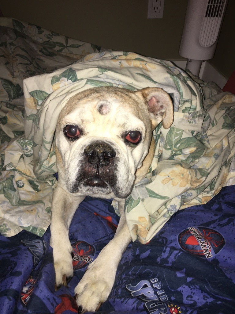Monto the bulldog, close up, full of energy