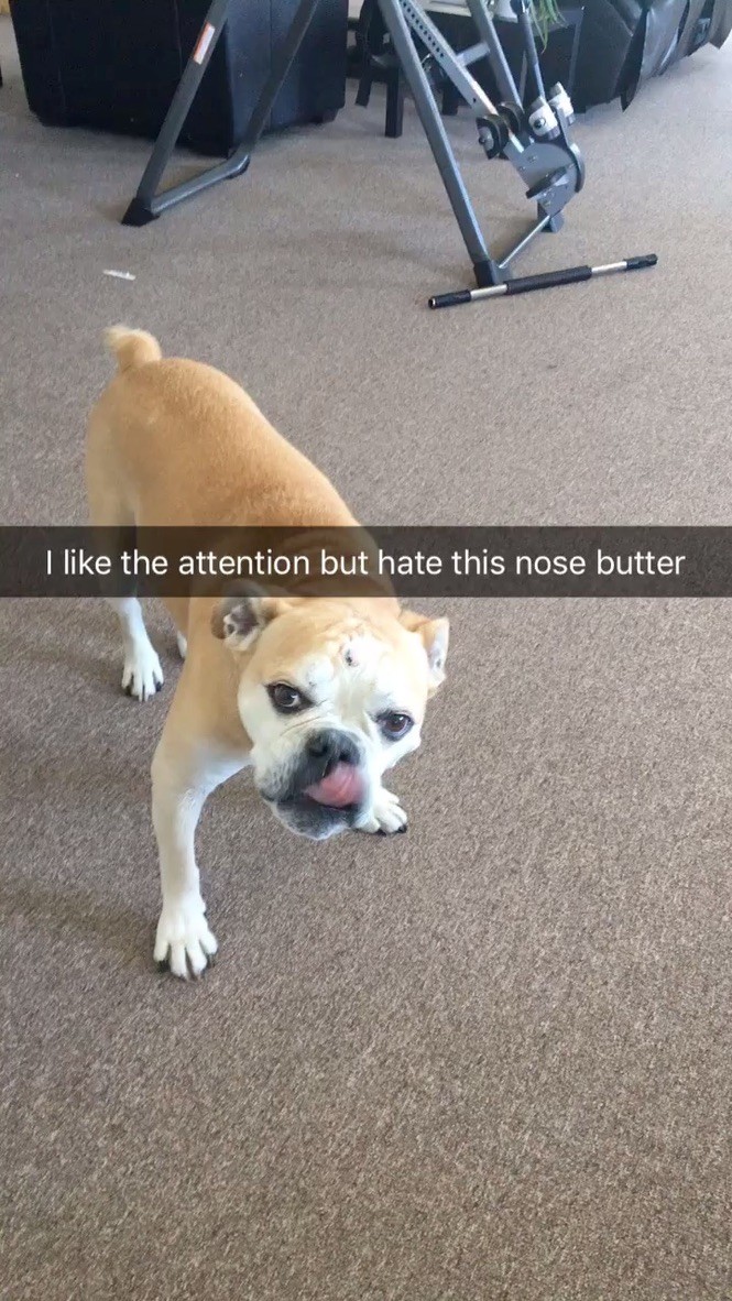 Monto, captioned ‘loves the attention, hates the nose butter’