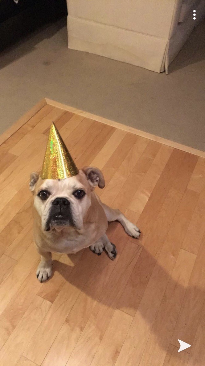 Monto wearing a party hat, sitting up cute